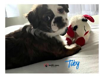 Shih Tzu and Cockapoo Dogs Available for Adoption in Council Bluffs, Iowa - Toby | PetCurious