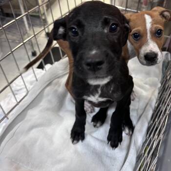 Nick -  Pit Bull Terrier Dog for Adoption in West Plains, Missouri - Nick | PetCurious
