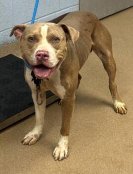 Caltech -  Mixed Breed Dog for Adoption in Chamblee, Georgia - Caltech | PetCurious