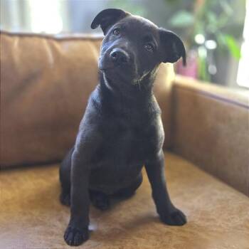 Shepherd and Hound Dogs Available for Adoption in Chattanooga, Tennessee - Matzoball | PetCurious