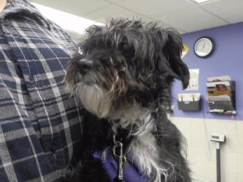 SOPHIA -  Poodle and Mixed Breed Dog for Adoption in Omaha, Nebraska - SOPHIA | PetCurious