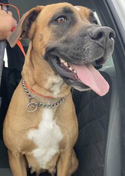 Boxer and Siberian Husky Dogs Available for Adoption - LADY | PetCurious