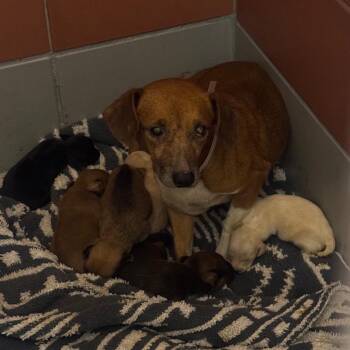 Gracie -  Chihuahua and Miniature Dachshund Dog for Adoption in Park Row, Texas - Gracie | PetCurious