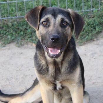 German Shepherd Dog Dogs Available for Adoption in Oswego, Illinois - Foster Mike | PetCurious