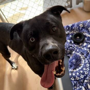 Yodel -  Pit Bull Terrier and Border Collie Dog for Adoption in Reno, Nevada - Yodel | PetCurious