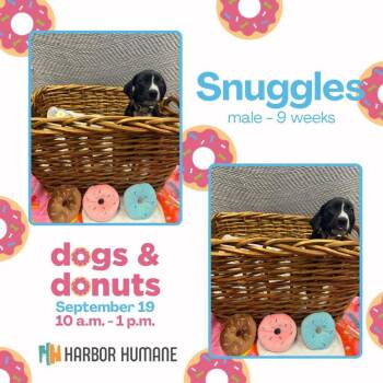 Snuggles -  Mixed Breed Dog for Adoption in West Olive, Michigan - Snuggles | PetCurious