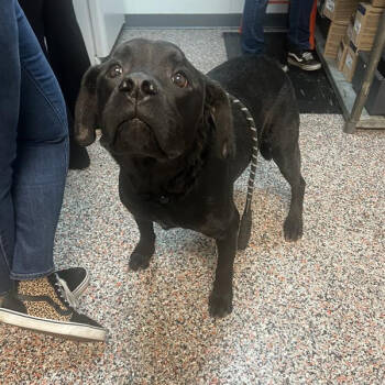 Rescue Mixed Breed and Black Labrador Retriever Dogs for Adoption in Salt Lake City, Utah - Cecil | PetCurious