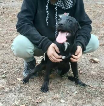 Hotdog -  Black Labrador Retriever Dog for Adoption in Bauxite, Arkansas - Hotdog | PetCurious