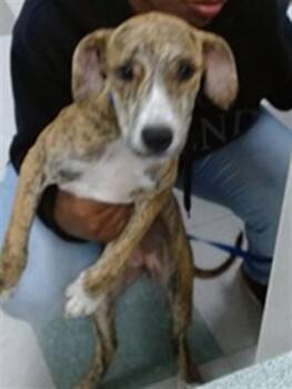 Black Mouth Cur Dogs Available for Adoption in Oklahoma City, Oklahoma - A475298 | PetCurious