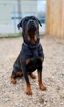 Rottweiler Dogs Available for Adoption in Muskegon, Michigan - Ira | PetCurious