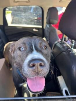 Ariel -  Siberian Husky and Mixed Breed Dog for Adoption in Gastonia, North Carolina - Ariel | PetCurious