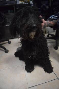 Sheep Dog and Poodle Dogs Available for Adoption - Midnight | PetCurious