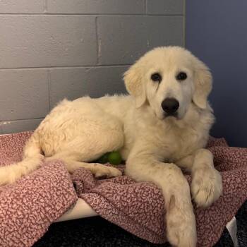 Great Pyrenees Dogs Available for Adoption in Belleville, Illinois - Summit | PetCurious