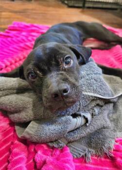 Bessie -  Pit Bull Terrier and American Bulldog Dog for Adoption in Wake Forest, North Carolina - Bessie | PetCurious
