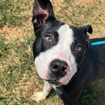 Sparks -  Pit Bull Terrier and Mixed Breed Dog for Adoption in Springfield, Missouri - Sparks | PetCurious