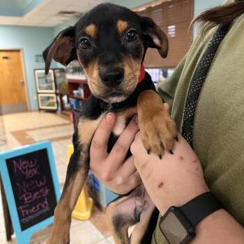 Hound and Mixed Breed Dogs Available for Adoption - Timon | PetCurious