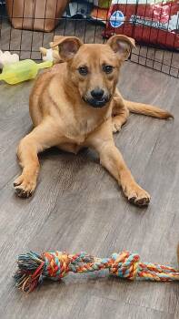 Alfie -  Hound Dog for Adoption in Lonsdale, Arkansas - Alfie | PetCurious