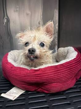 Rescue Maltese Dogs for Adoption in Marietta, Georgia - Crosby | PetCurious