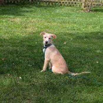 Meadow -  Labrador Retriever Dog for Adoption in Monticello, New York - Meadow | PetCurious