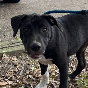 Rescue Labrador Retriever and Black Mouth Cur Dogs for Adoption in Wadena, Minnesota - Duke | PetCurious