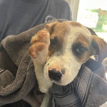 Dundee -  Australian Cattle Dog Blue Heeler and Mixed Breed Dog for Adoption in Starkville, Mississippi - Dundee | PetCurious