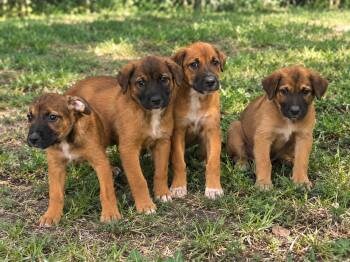 Puppies -  Mixed Breed Dog for Adoption in Elizabethtown, North Carolina - Puppies | PetCurious