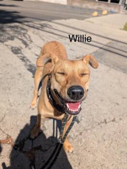 Rescue Chihuahua Dogs for Adoption in Los Angeles, California - Big Willie | PetCurious