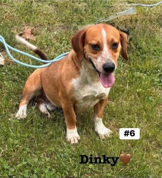 Beagle Dogs Available for Adoption in Seth, West Virginia - Dinky  | PetCurious