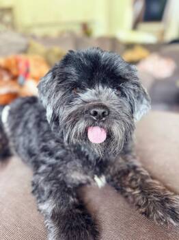 Schnauzer Dogs Available for Adoption in Plymouth, Michigan - Tank 276 | PetCurious