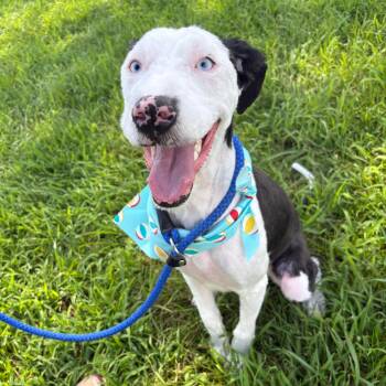 Maxine -  Old English Sheepdog Dog for Adoption in Bardstown, Kentucky - Maxine | PetCurious