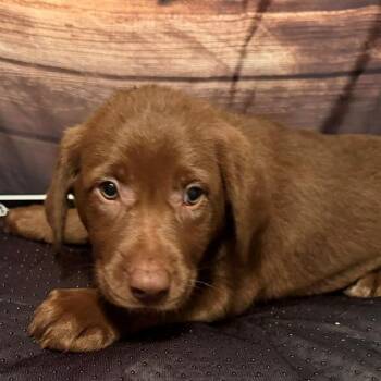 Shania -  Labrador Retriever and Mixed Breed Dog for Adoption in Normal, Illinois - Shania | PetCurious