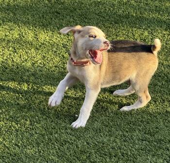 Diesel -  Labrador Retriever Dog for Adoption in San Antonio, Texas - Diesel | PetCurious