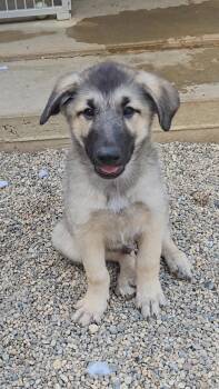 Rye -  Shepherd Dog for Adoption in Estherville, Iowa - Rye | PetCurious