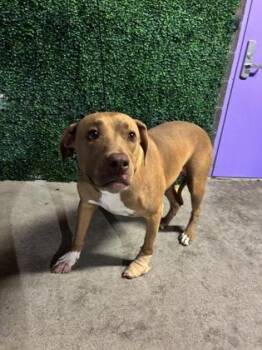 61309285 -  Mixed Breed Dog for Adoption in El Paso, Texas - 61309285 | PetCurious