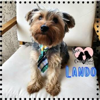 Yorkshire Terrier Dogs Available for Adoption - Lando | PetCurious