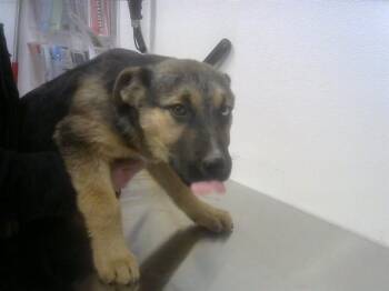 German Shepherd Dog and Mixed Breed Dogs Available for Adoption - DON | PetCurious