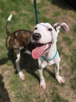 Dennis -  Mixed Breed Dog for Adoption in Westland, Michigan - Dennis | PetCurious