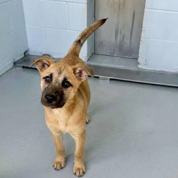 Hope -  Shepherd and Mixed Breed Dog for Adoption in Temple, Texas - Hope | PetCurious