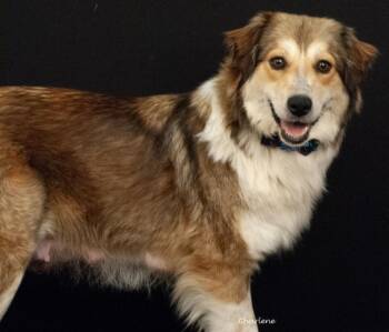 Collie and Australian Shepherd Dogs Available for Adoption in Newland, North Carolina - Flower | PetCurious