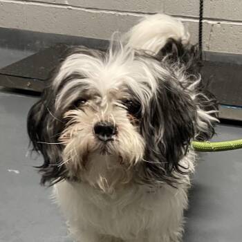 Buddy -  Shih Tzu Dog for Adoption in Allentown, Pennsylvania - Buddy | PetCurious