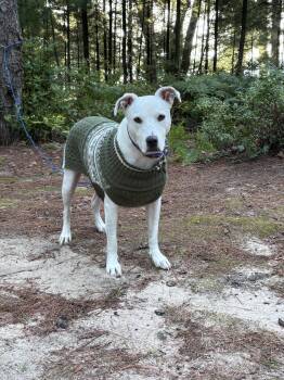 Anika -  Labrador Retriever Dog for Adoption in Sadler, Texas - Anika | PetCurious