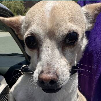 Rescue Mixed Breed Dogs for Adoption in San Diego, California - Pooky | PetCurious