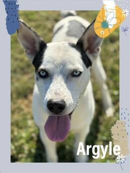 Rescue Terrier Dogs for Adoption in Bowie, Texas - Argyle | PetCurious