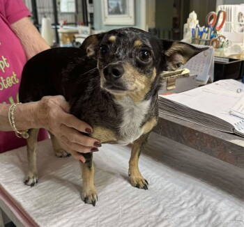 Rescue Chihuahua Dogs for Adoption in Benton, Louisiana - Squeeto (NOT YET AVAILABLE) | PetCurious