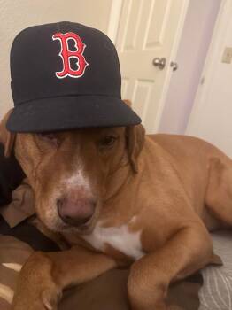 Rescue Labrador Retriever Dogs for Adoption in Salem, Oregon - Boston | PetCurious