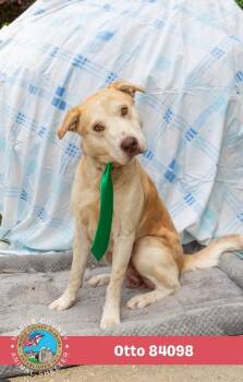Otto -  Golden Retriever Dog for Adoption in Mobile, Alabama - Otto | PetCurious