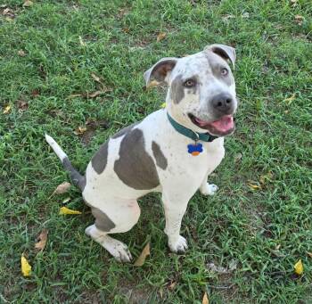 Kara -  Mixed Breed Dog for Adoption in Northwood, New Hampshire - Kara | PetCurious