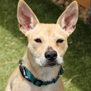 Georgie -  Carolina Dog and Terrier Dog for Adoption in Mooresville, North Carolina - Georgie | PetCurious