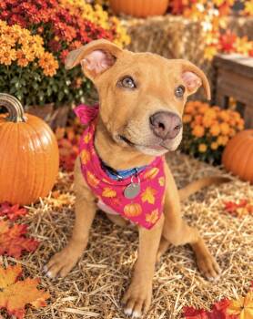Jojo -  American Staffordshire Terrier and Pit Bull Terrier Dog for Adoption in Scottsdale, Arizona - Jojo | PetCurious