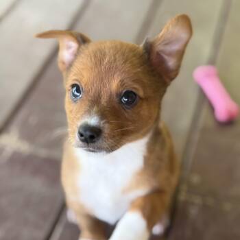 Dahlia -  Shepherd Dog for Adoption in Bulverde, Texas - Dahlia | PetCurious